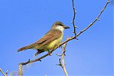 Thick-billed Kingbird